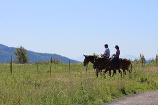 世界青少年马术锦标赛中国骑手令人期待,全国青少年马术锦标赛